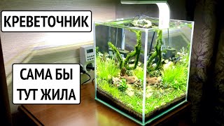 Shrimp Aquarium Red Crystal. Aquarium plants. Moss cut