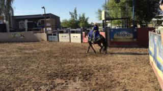 Junio/10/17 primera fera de caballos bailadores en Arizona