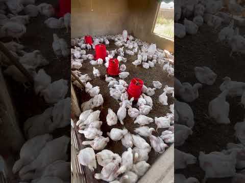 Okay Share And Subscribe To The Channel Chicken Vairalshort Vairalvideo