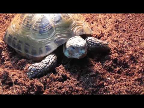 Video: Russisk Skildpadde - Agrionemys Horsfieldii Race Allergivenlig, Sundhed Og Levetid