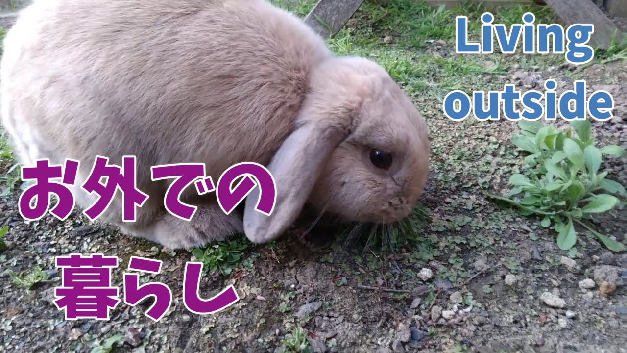 Keeping Rabbit Outside うさぎの外飼いと半放し飼い飼育 Youtube