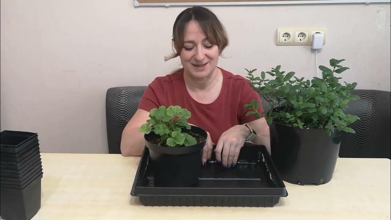 Капиллярный мат - YouTube