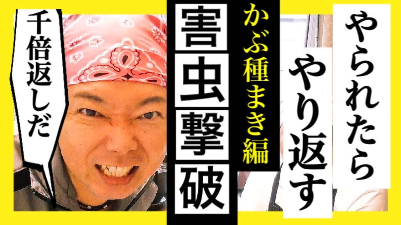 超問題作 やられたら やり返す 1000倍返し だ 小かぶ 種まき 害虫対策 編 野菜でインテリア Youtube