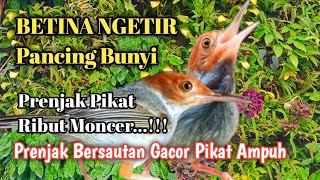 PRENJAK BETINA NGETIR PANCING JANTAN CEPAT BUNYI