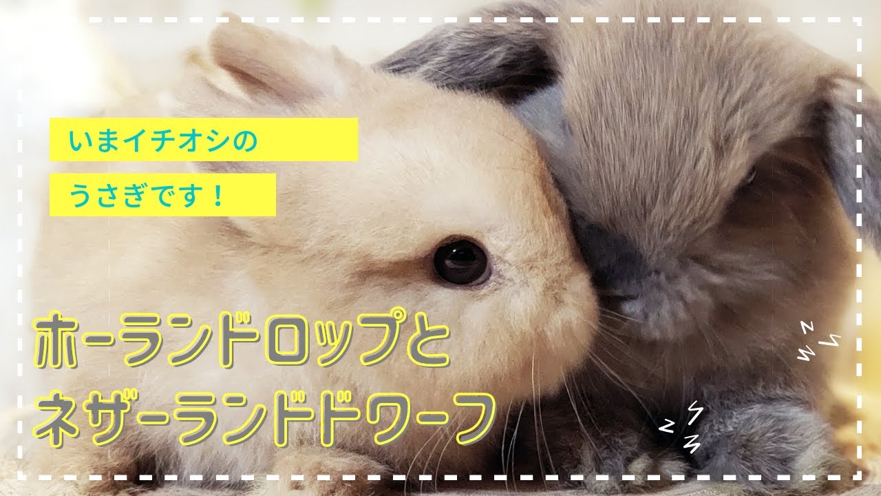 うさぎ専門店monLapin】イチオシうさちゃん！！ - YouTube