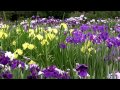 京都 府立植物園の花菖蒲 Irises in Kyoto Botanical Garden(2015-06)
