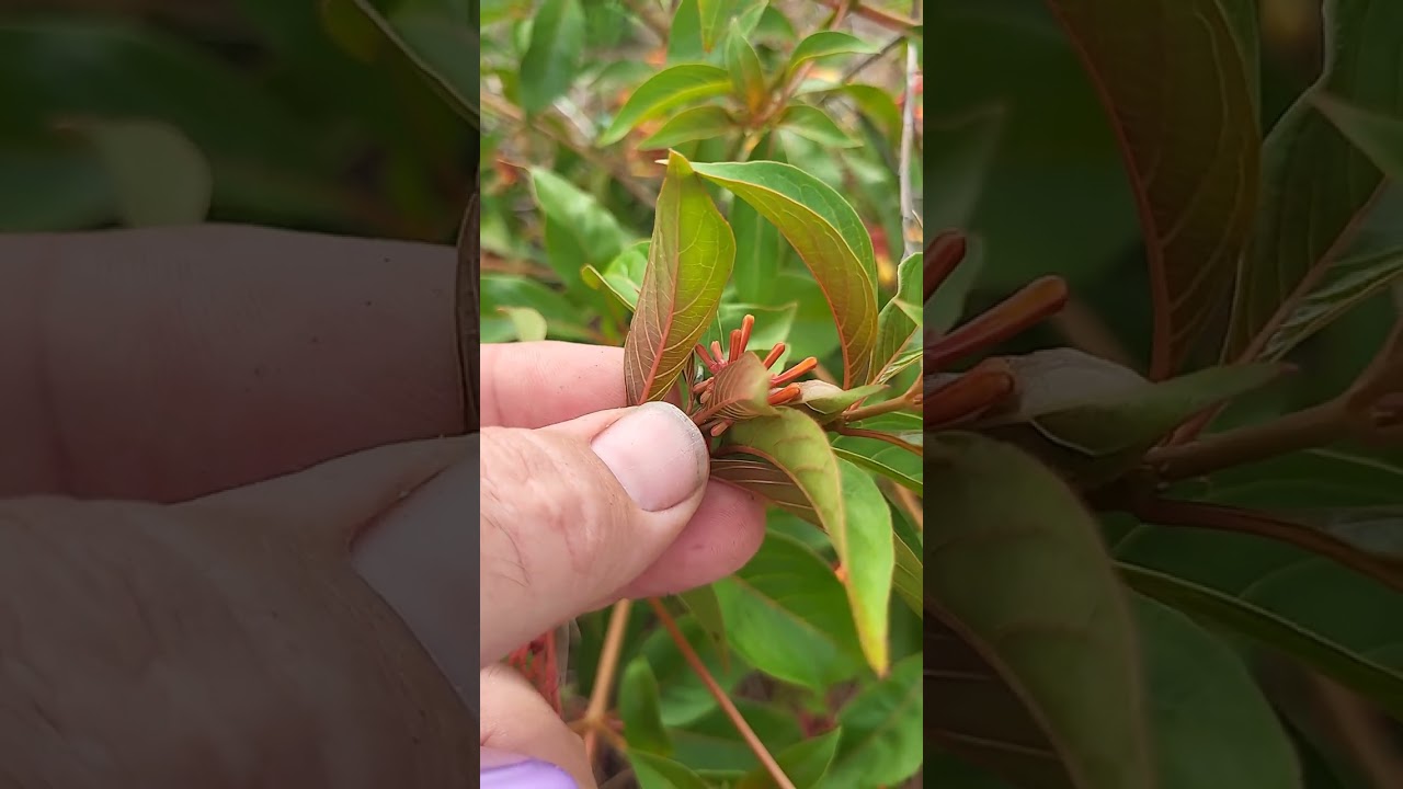 How to distinguish Florida Native Firebush (Hamelia patens var paten) from nonnative Firebush.