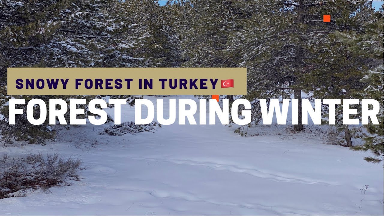 Snowy Forest in Turkey 🇹🇷 | Beautiful & Relaxing Winter Scenery