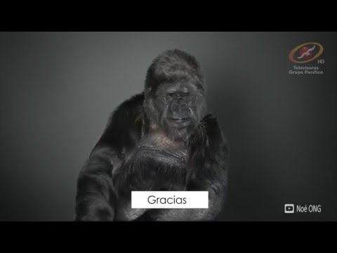 Koko la gorila más inteligente del mundo