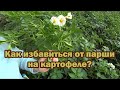 Как избавиться от парши на картофеле?