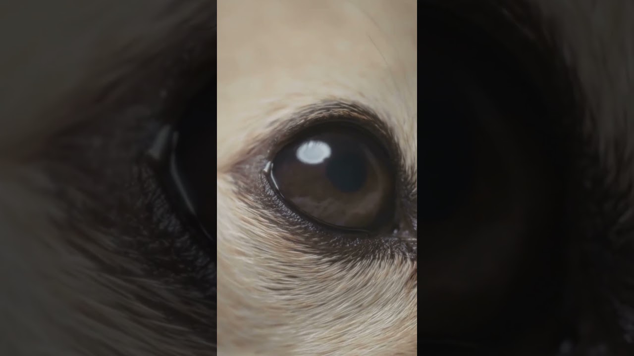 Cuteness Overload: Adorable Animal Close-Ups!