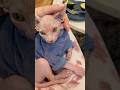 Sphynx kitty getting a massage #sphynx