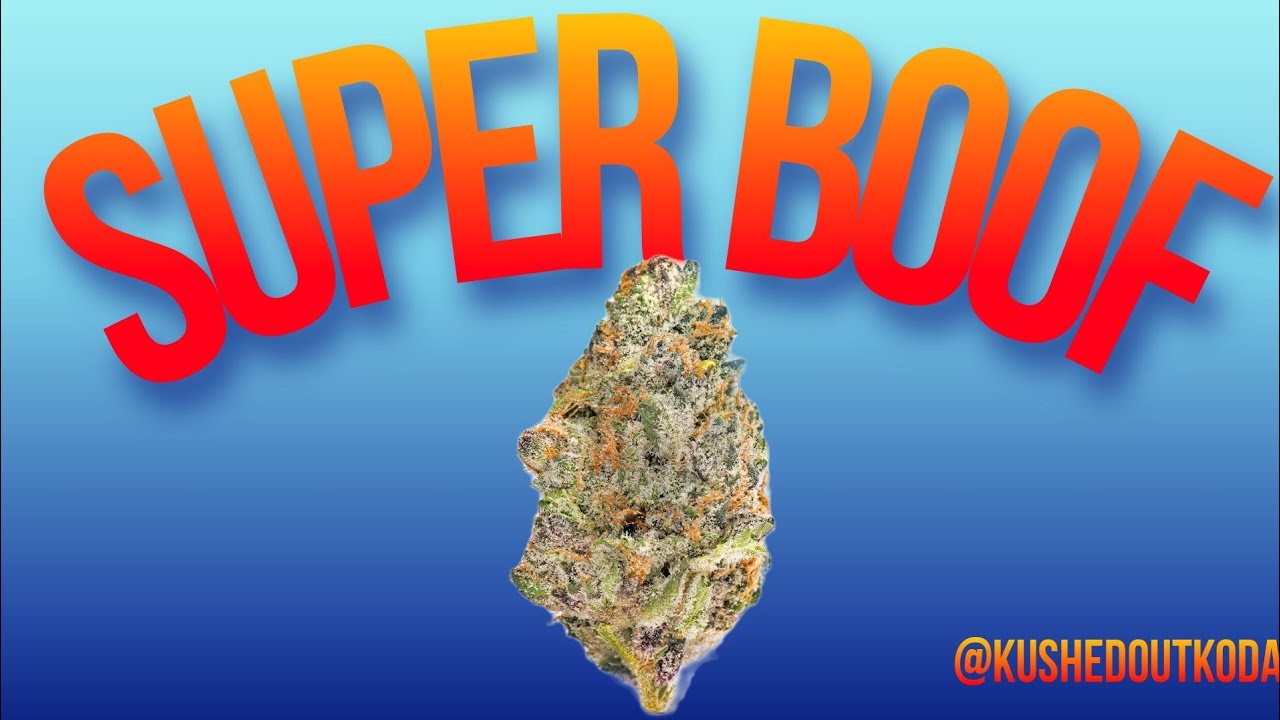 Super BOOF Strain Review: Daly Dope
