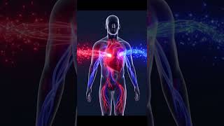 See the Wonder of Your Beating Heart – 3D Animatio