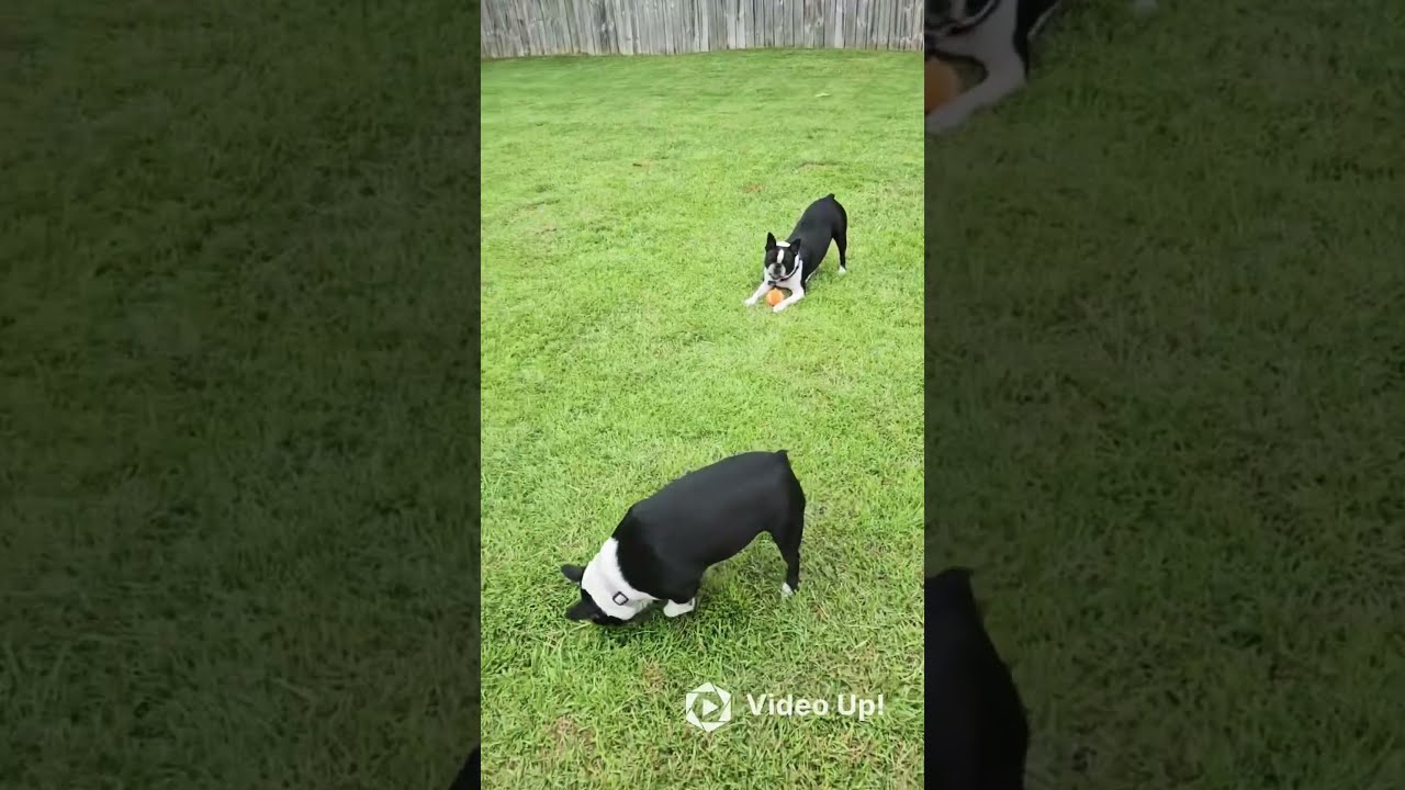Adorable Boston Pups Playtime