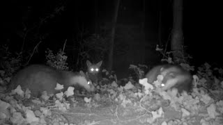 Hidden Camera Captures Fox Watching Vicious Badger Brawl