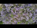 Jacaranda tree  shot on dji mini 2  4k resolution