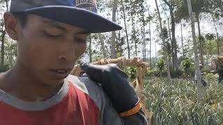 Download lagu panen nanas lahan e Mak e dewe