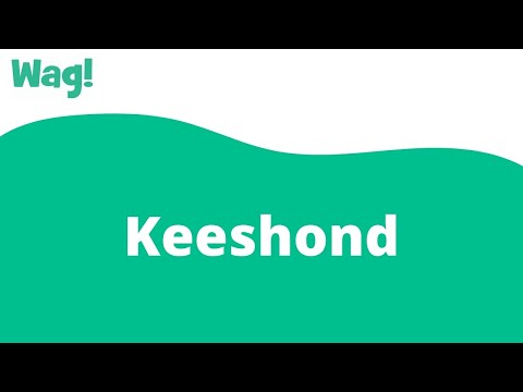 Βίντεο: Keeshond Dog Breed Υποαλλεργικό, Υγεία και Διάρκεια Ζωής