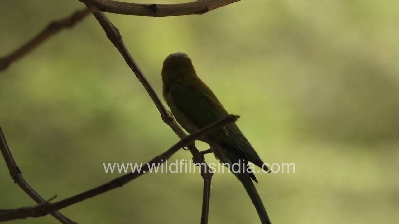 Asian Green Bee-eater displaying calm behavior while chirping