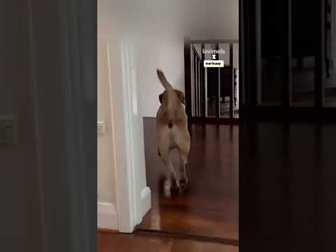 My Dog Ruined Our New House 😂 🐶