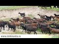 Гиссарские овцы и саги дахмарда Ходжи Иброхима на пастбище