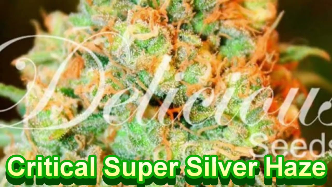 Delicious Seeds - Cannabis Strain Series #31 - STRAIN TV