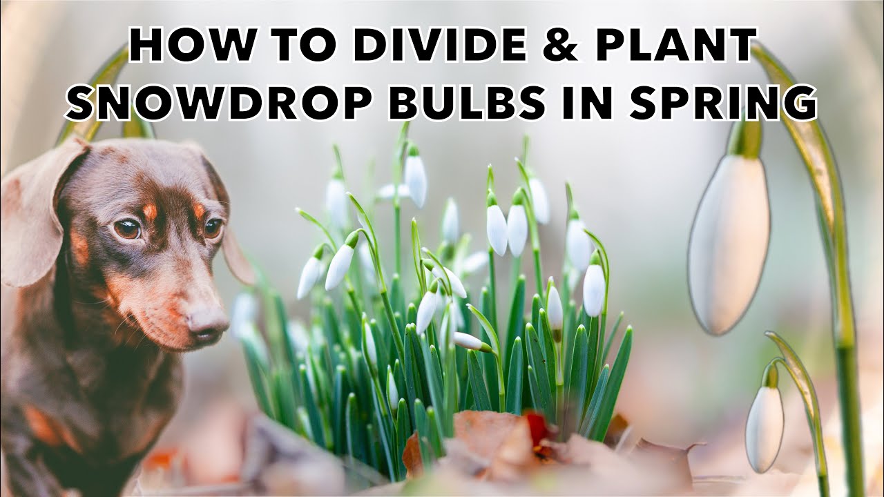 Dividing & Planting Snowdrop Flower Bulbs 'In the Green'