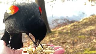 Hand-feeding Birds in Slow Mo - Red-winged Blackbird