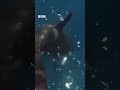 Sea ਦੀ ਇਸ ਵੀਡੀਓ ਵਿੱਚ ਕੀ ਦਿਖਿਆ | 𝐁𝐁𝐂 𝐏𝐔𝐍𝐉𝐀𝐁𝐈
