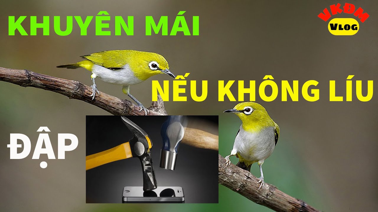 Khuyên mái không líu ĐẬP ĐIỆN THOẠI | VKĐM