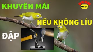 Khuyên mái không líu ĐẬP ĐIỆN THOẠI | VKĐM