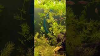 Community tank update 🐠🌿 Colors, peaceful vibes, and happy fish all in one tank ✨#aquarium#fish