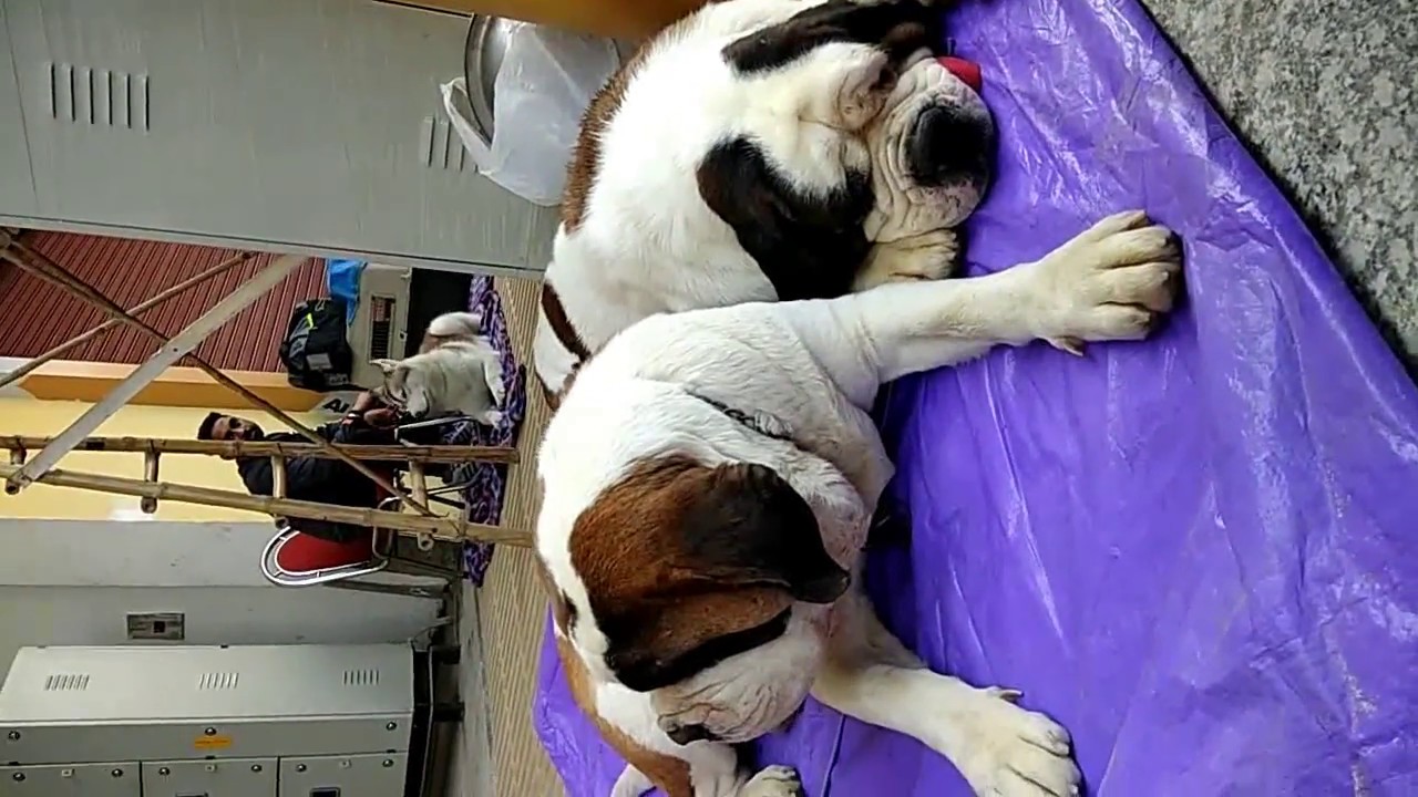 the hulk IMPORT Saint Bernad waiting for his chance before dog show...{INDIA}