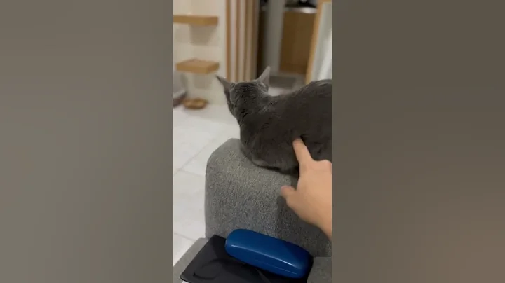 Watch the video about Bulan when not in the mood to play 😹😾 |Female Russian Blue Cat| Cute cat| Gray cat