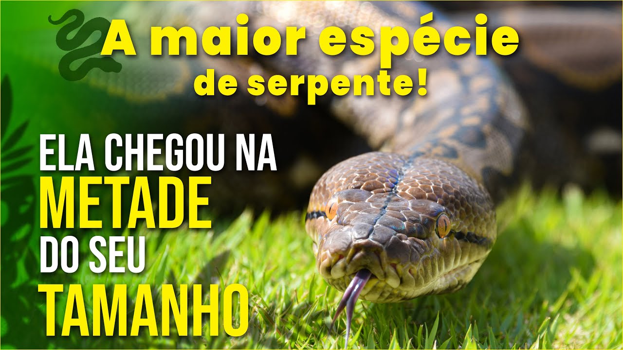 Todos querem saber quanto ela mede e quanto ela pesa! YouTube