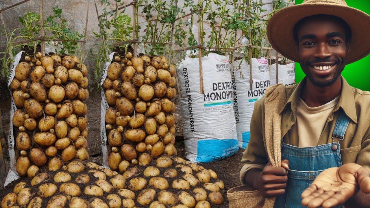 Growing potatoes in soil bags. Will help you not have to spend money on buying potatoes anymore