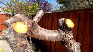 The Pruning of Red Flowering Peach Tree (Up-close)