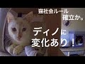 [沖縄里親募集中]のり、グレ、ミロ・ゲン[沖縄保護猫]#29 ぼろぼろガリガリだった元野良猫ディノに変化あり！ディノとのりの間に猫社会ルール確立か。