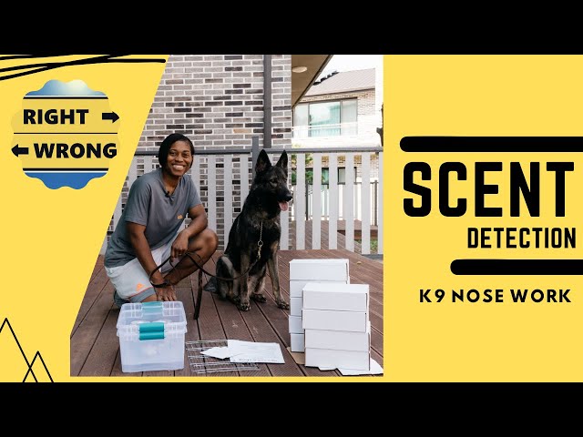 K9 Nosework - Sound Dog Connection