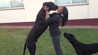 My great Dane is taller then my wife