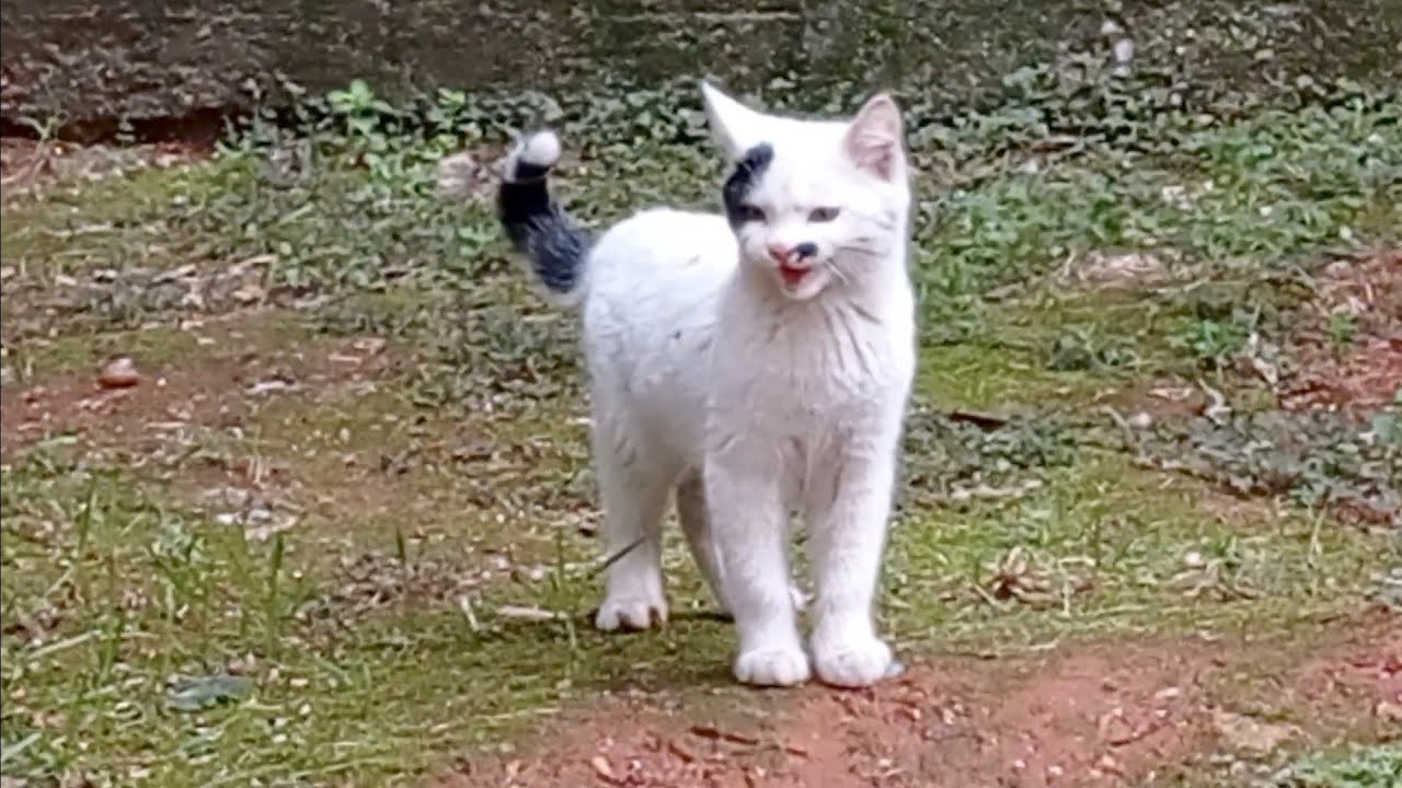 Yüzü Maskeli Beyaz Yavru Kedi İlk Defa Yanıma Geldi