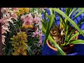 Cymbidium orchids sunakhari phul dividing  repotting propagation of bulbs a complete care tips