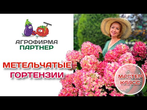 Метельчатые гортензии  сорта, обрезка и формировка штамба  дача цветы сад