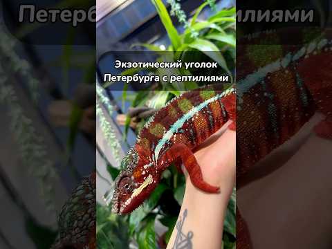 Лучшее место с рептилиями в СПБ #спб #food #рептилии #хамелеон #черпаха #местаспб #зоосалон #питер