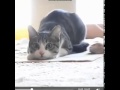 Vego Vego Cat Vego Vego Cat