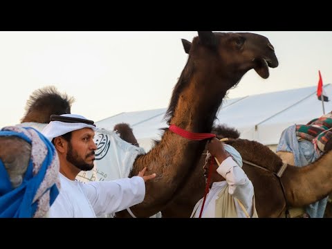 مسيرة فرديات بن مقرن عزبةالبيارق الحاصلات على المراكز الاولى في المفاريد الشرايا في الظفرة 2023