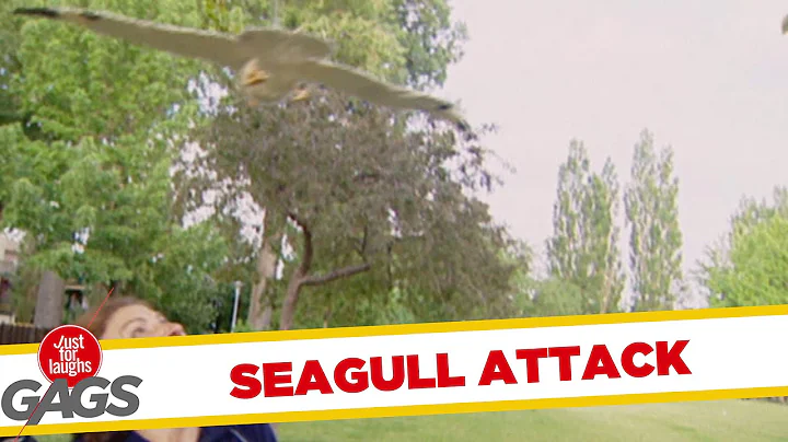 Funny Seagull Attack - DayDayNews