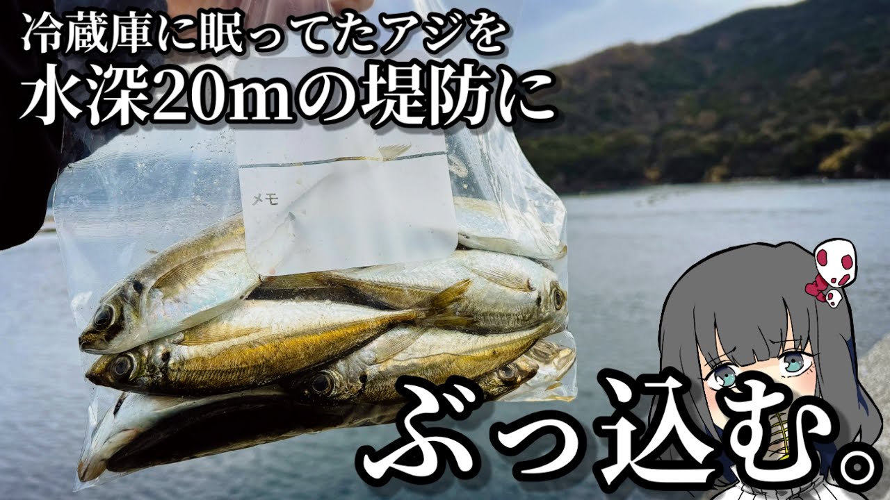 釣ったアジを餌にすると、激太いアイツが釣れちゃ!!!