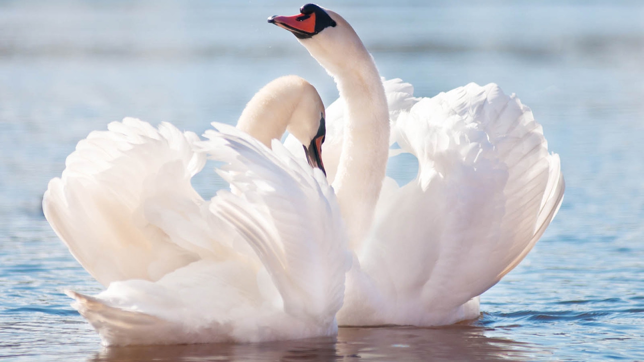 Лебединая песня